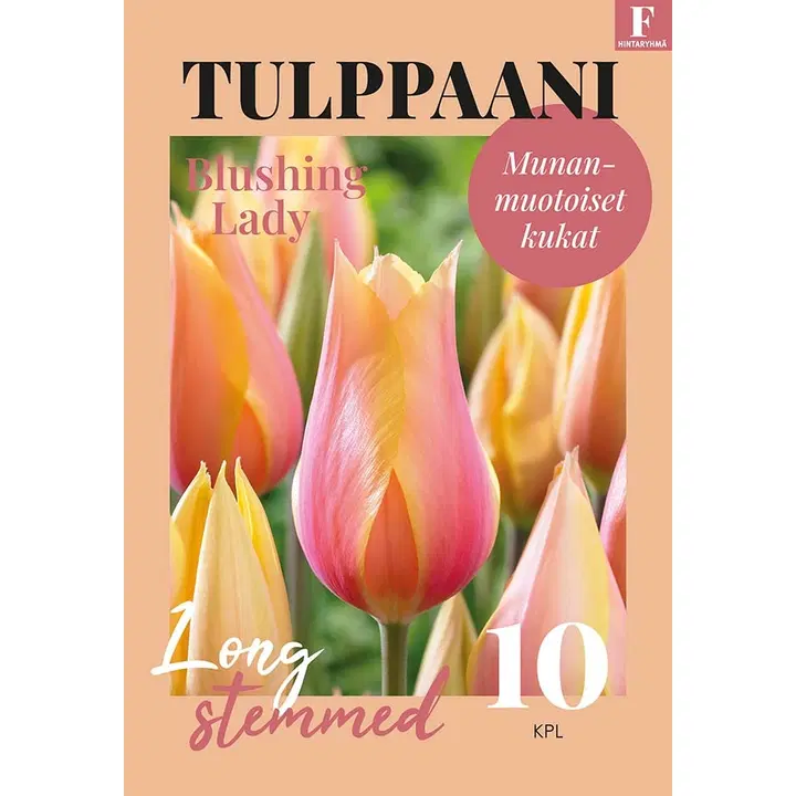Tulppaani, Tulipa Blushing Lady 11/12, 10kpl