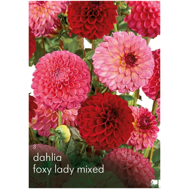 Dahliasekoite Foxy Lady 3kpl
