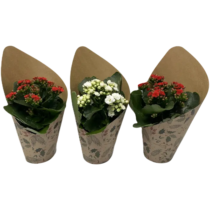 Tulilatva lahjapakkauksessa, ruukku 10,5 cm