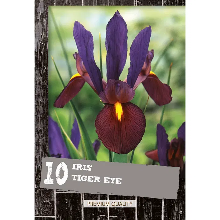 Hollanninkurjenmiekka Tiger Eye 10kpl