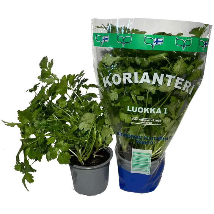KORIANTERI