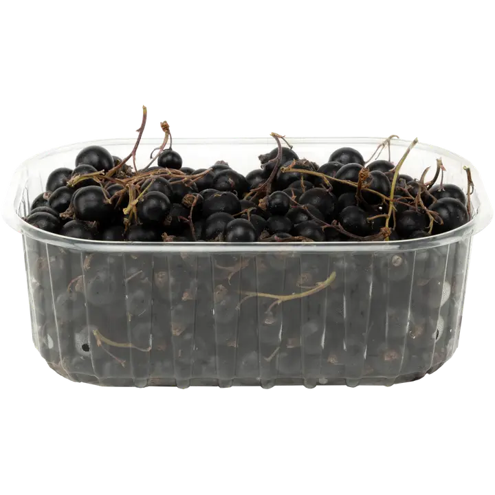 Rannikon Puutarhan mustaherukkarasia Halikon jokilaaksosta