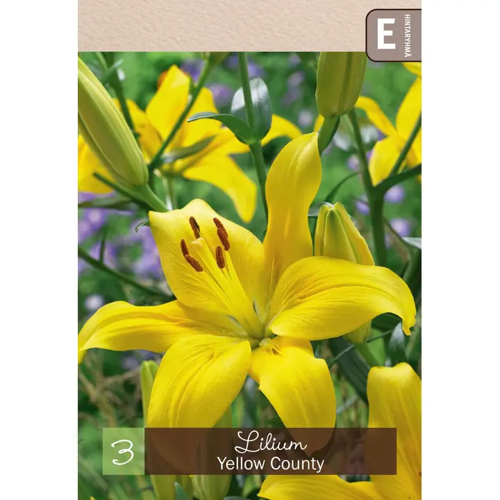 Värililja 'Yellow County' 3kpl