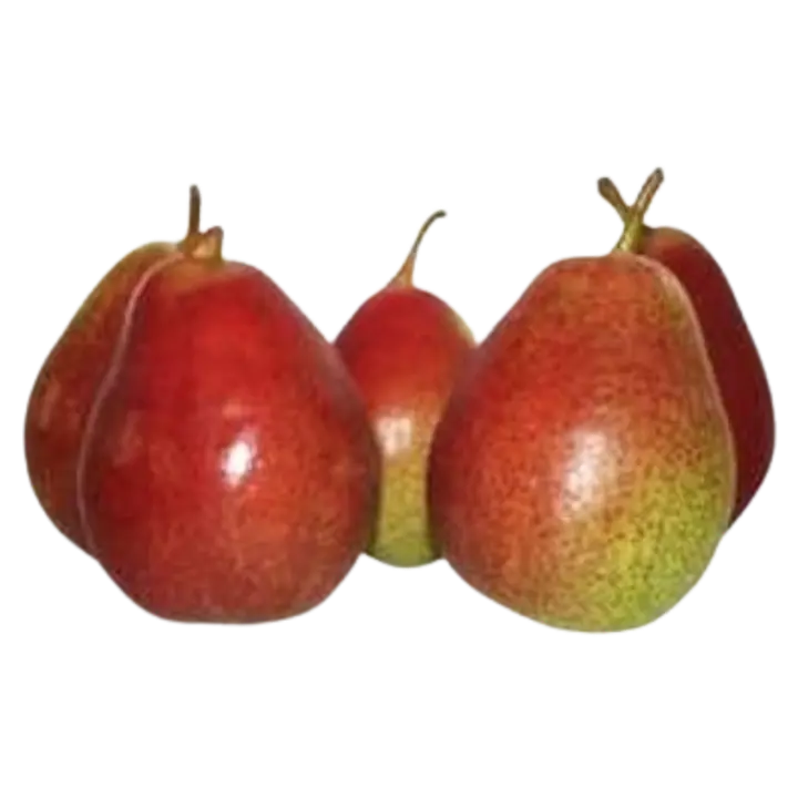 Pirn punane Qtee I klass