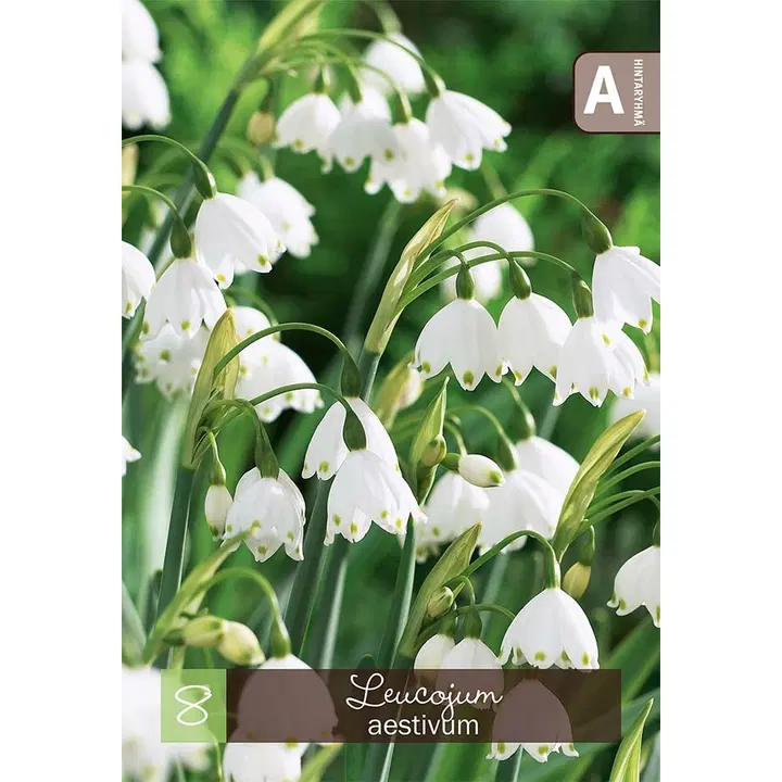 Suvikello, Leucojum aestivum 9-10, 8kpl