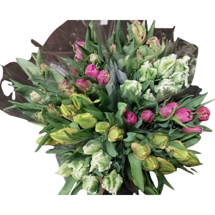 Tulppaani, lajitelma, 7 oksaa, 35cm