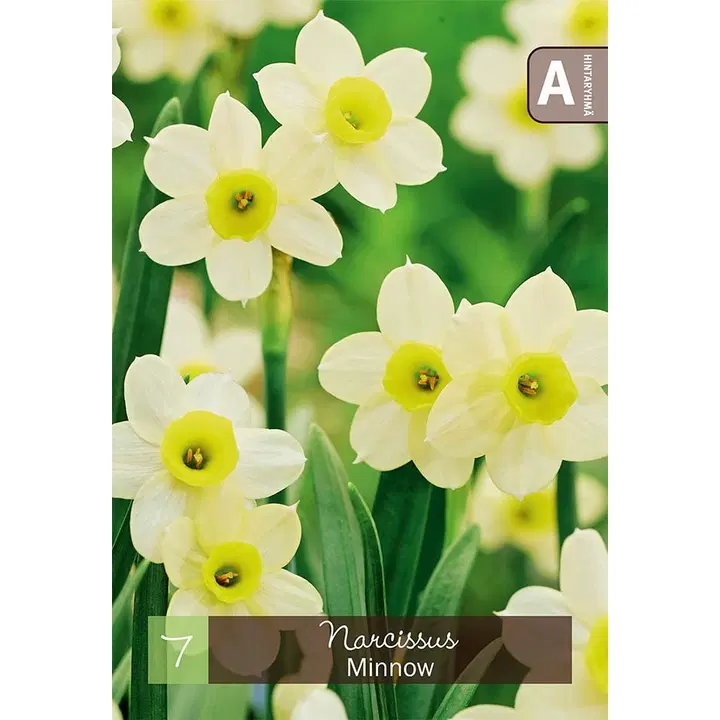 Narsissi, Narcissus Minnow Z10/12, 7kpl