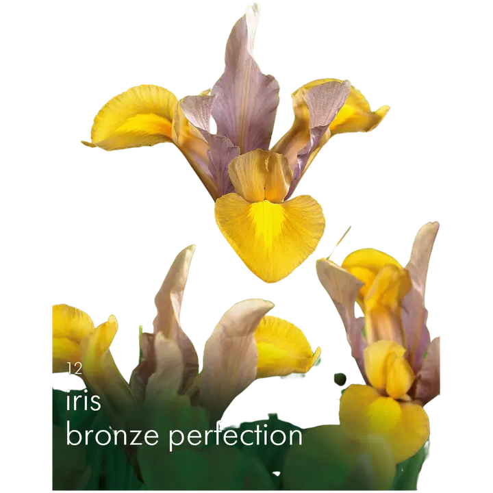 Hollanninkurjenm Bronze Perf. 6/7 x12