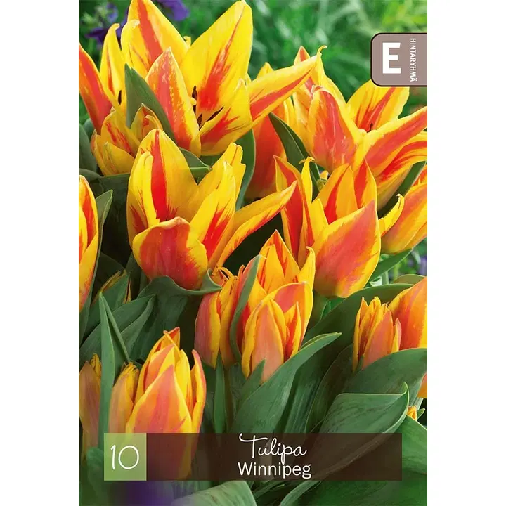 Tulppaani, Tulipa Winnipeg  Z11-12, 10kpl