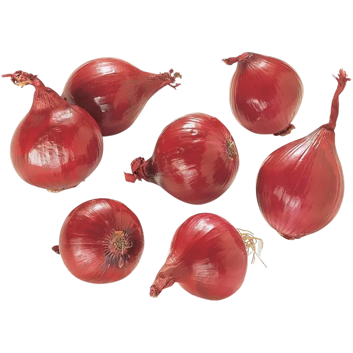 Punasipuli irto