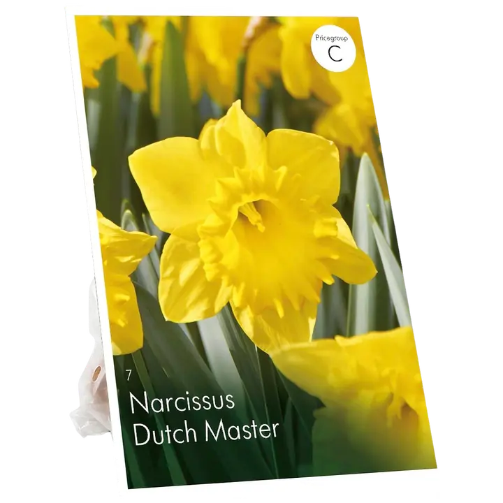 Narsissi Dutch Master Z10/12, 7kpl