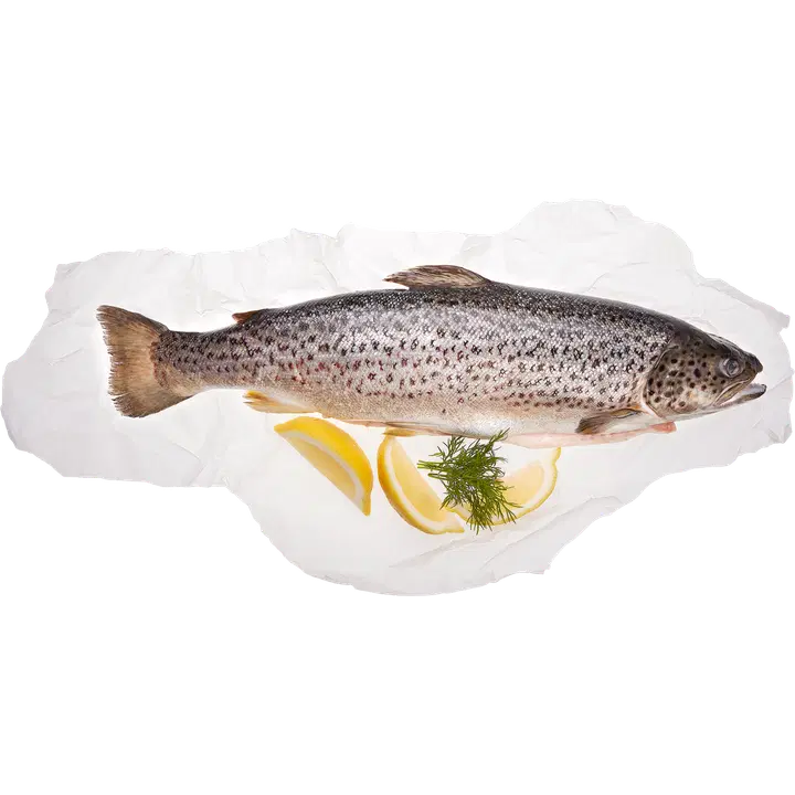 Hätälä Taimen n10kg