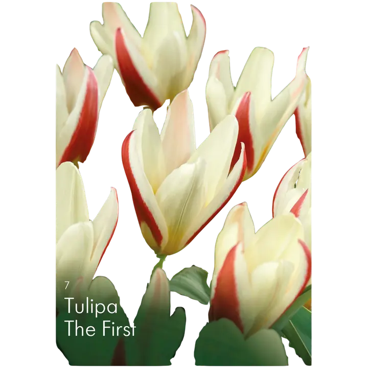 Tulppaani The First Z11-12, 7kpl