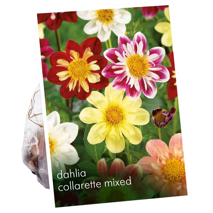 Tarhadaalia Collarette sekoite No.I x3