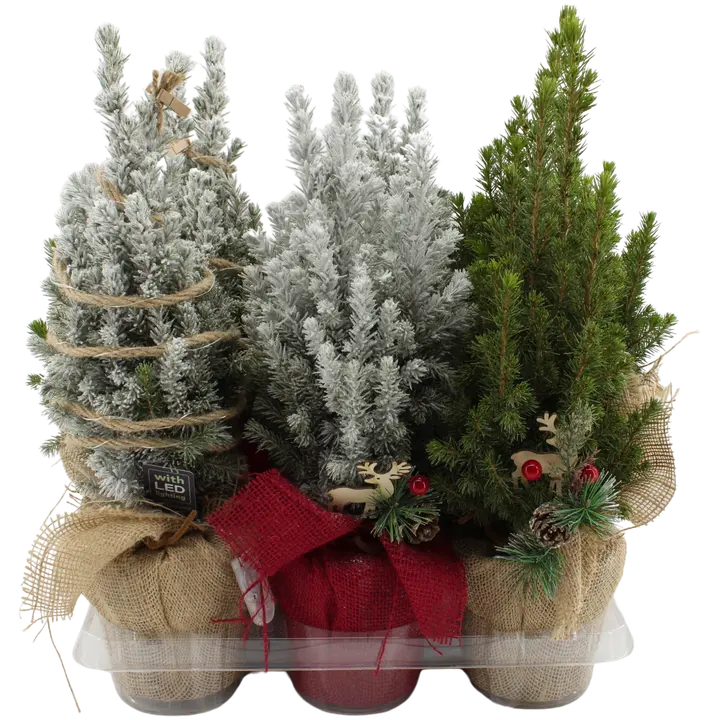 Kompositsioon kuusega