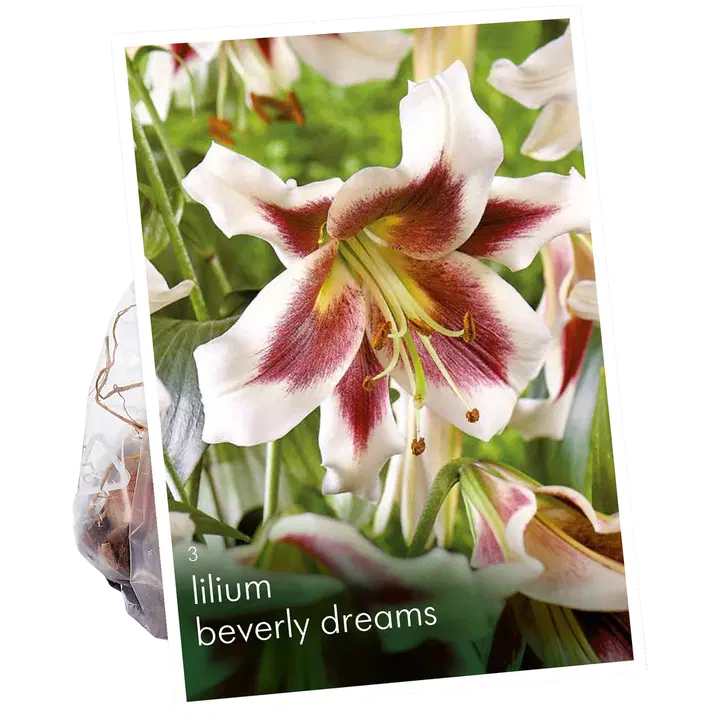 Puulilja Beverly Dreams 14/16 x3