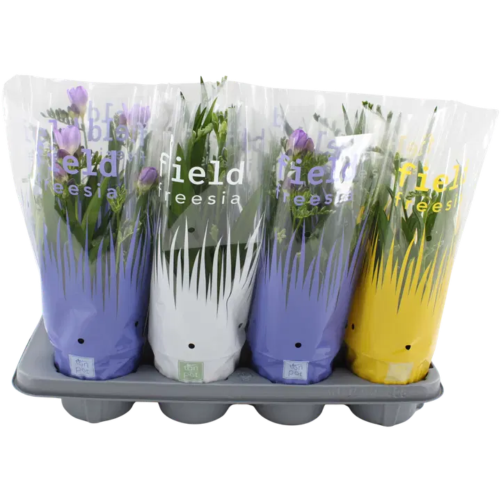 Freesia potis