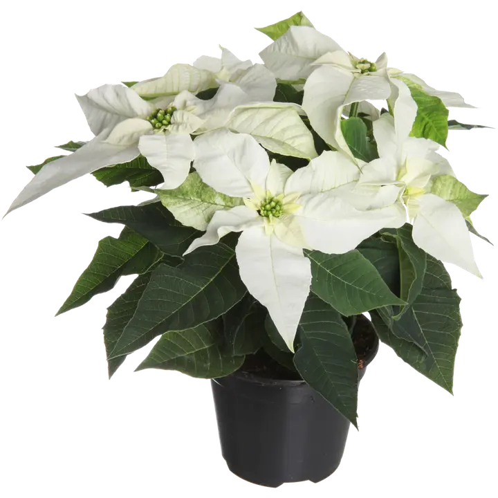 Jõulutäht valge mitmetipuline