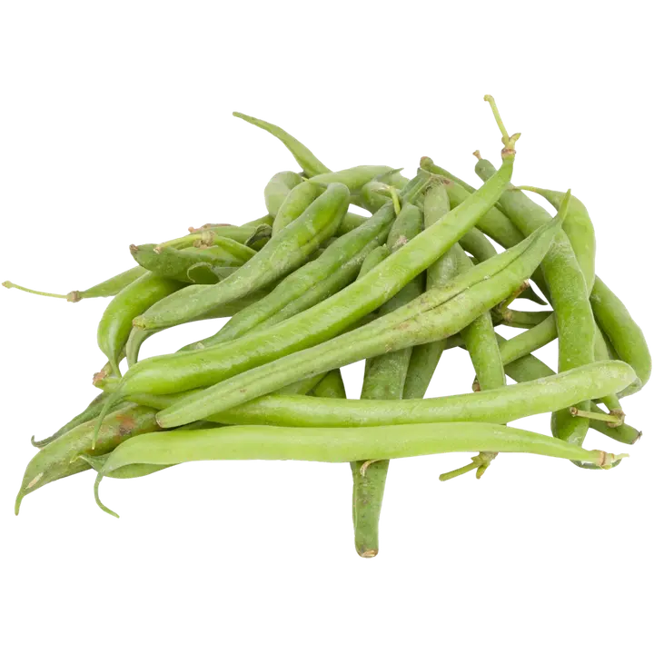 Saarelman Tila pensaspapu