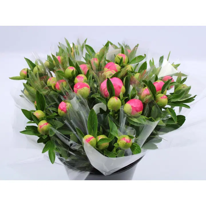 Coop pioni, lajitelma, 3 oksaa, 50cm