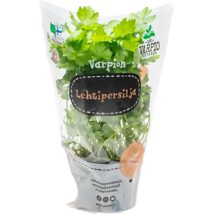 Varpio Lehtipersilja