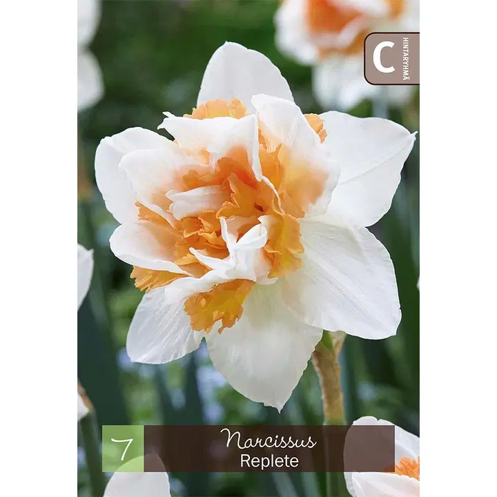 Narsissi, Narcissus Replete Z10-12, 7kpl