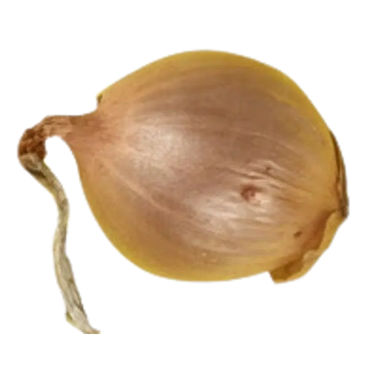 Salottisipuli