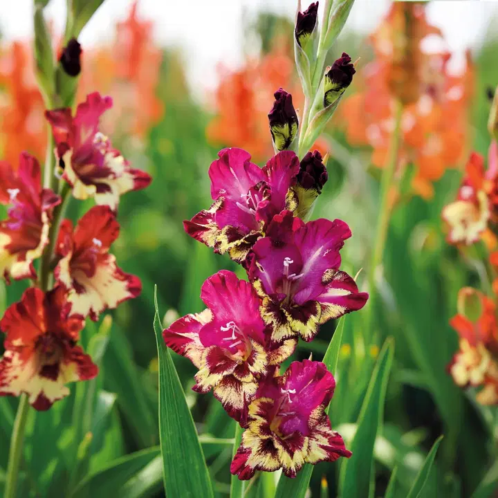 Miekkalilja Color Club 10/12 x10