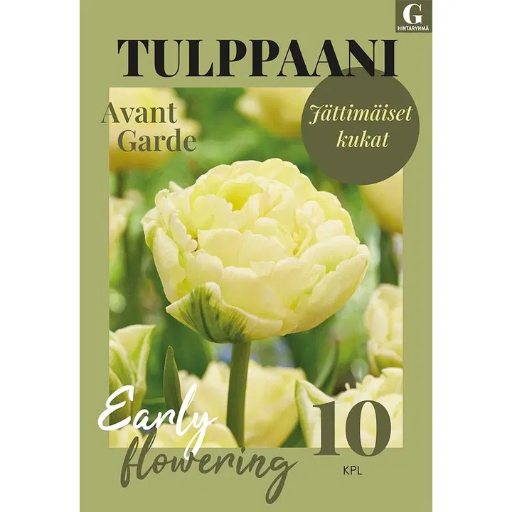 Tulppaani, Tulipa Avant Garde 11/12, 10kpl