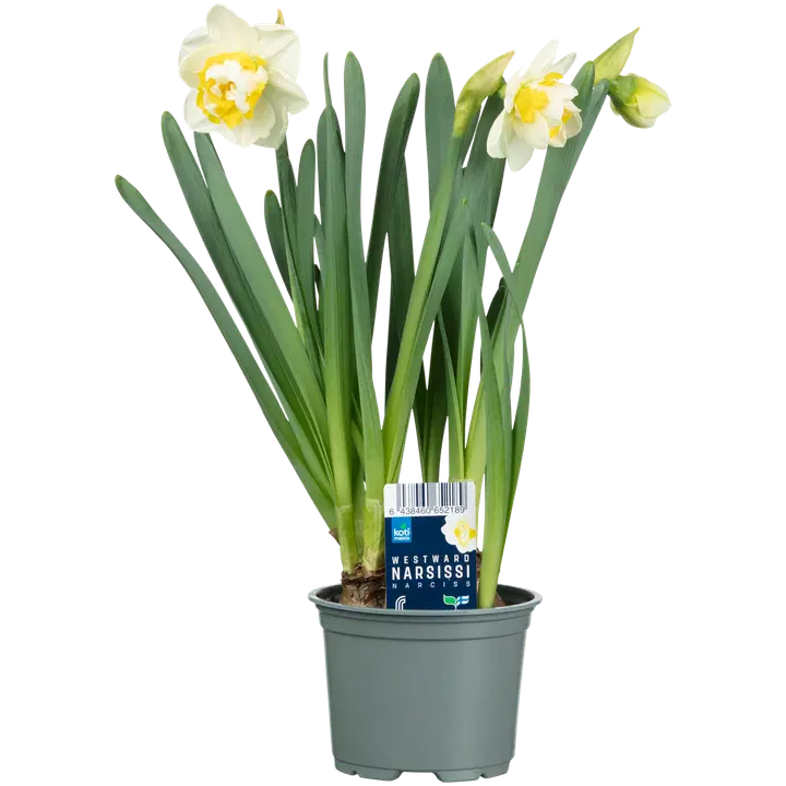 Nartsiss potis 12 cm