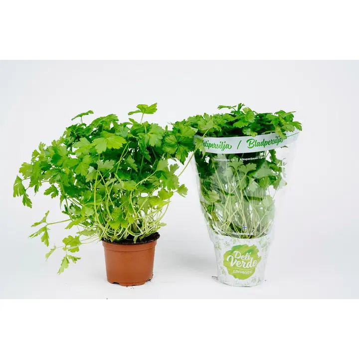 Deliverde lehtipersilja