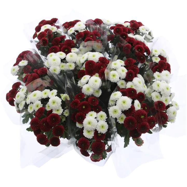 Krüsanteemikimp punavalge