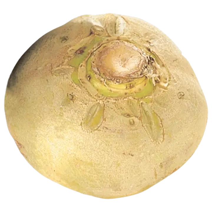 Lanttu irto