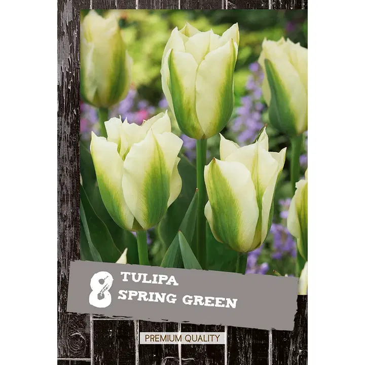 Tulppaani Spring Green 8kpl