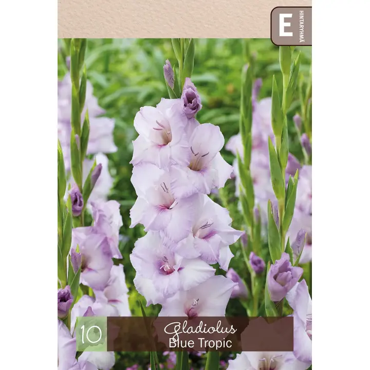 Gladiolus 'Blue Tropic' 10kpl
