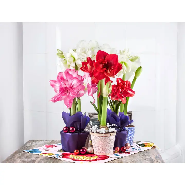 Kotimaista valkoinen amaryllis lahjakääreessä