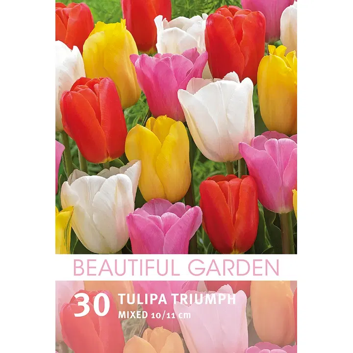 Triumphtulppaanisekoite 30kpl