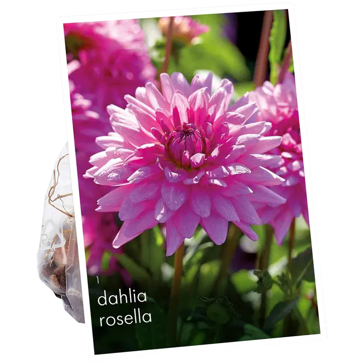 Daalia Rosella No.I 1kpl