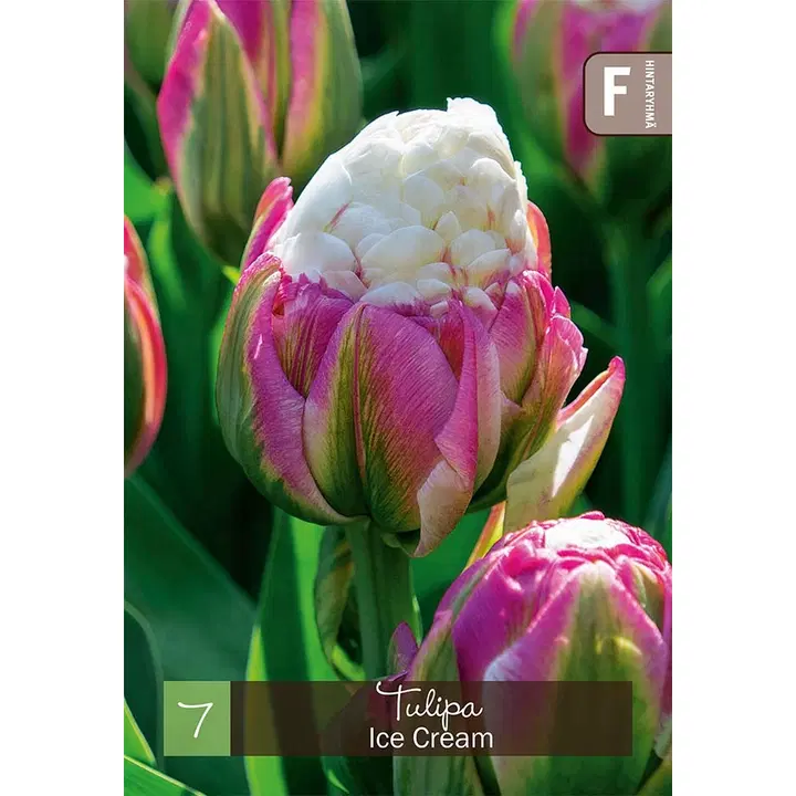 Tulppaani Ice Cream Z11/12, 7kpl