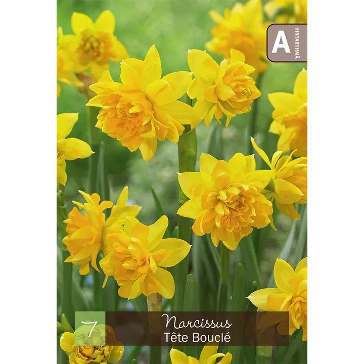 Narsissi, Narcissus Tete Boucle Z10-12, 7kpl