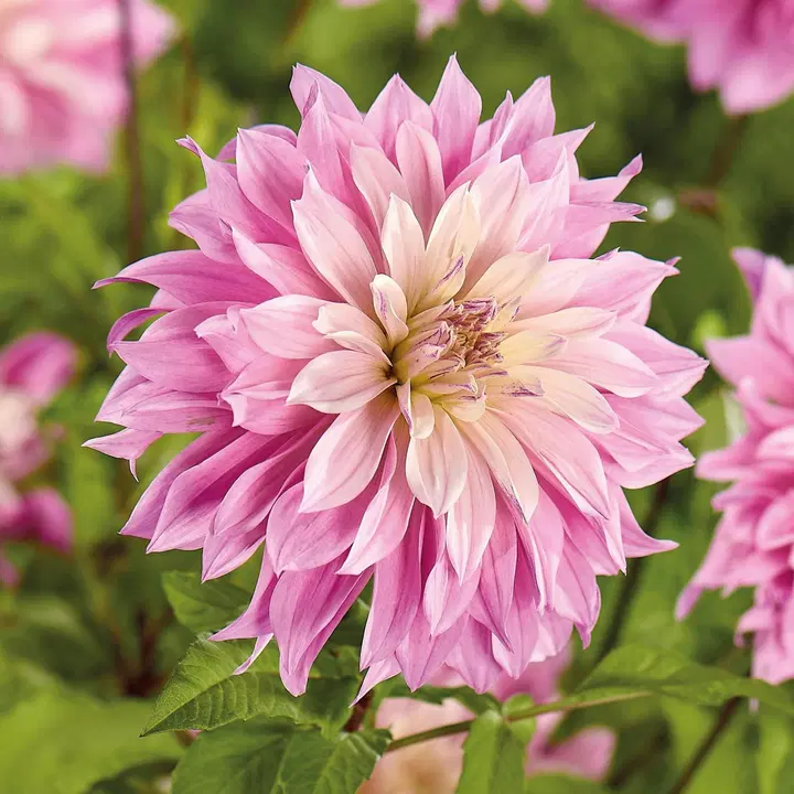 Daalia Labyrinth Twotone No.I x1