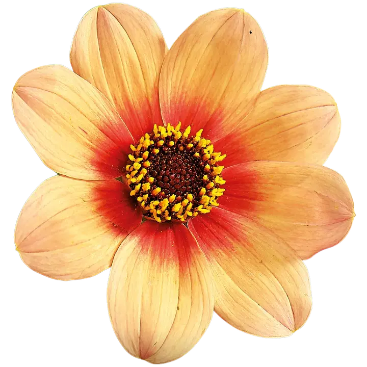 Dahlia Hs Date 1kpl