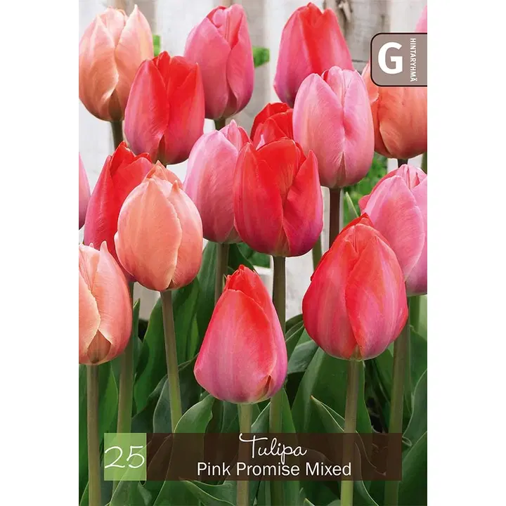 Tulppaani, Tulipa Pink Promise sek 10/11, 25kpl