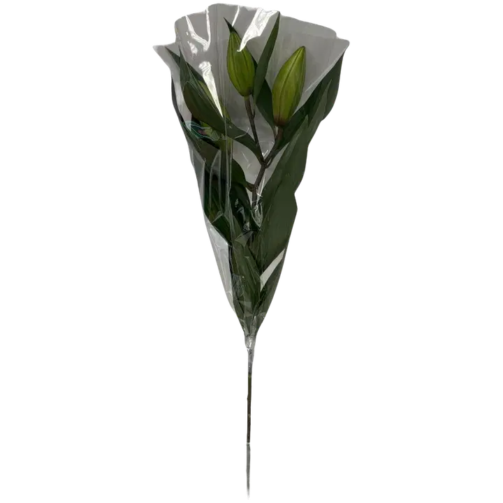 Ruusuliljan oksa, lajiltema, 1 oksa, 65cm