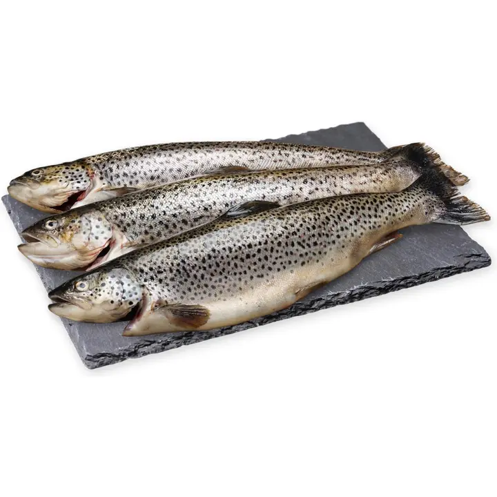 Hätälä Kasvatettu Taimen ASC