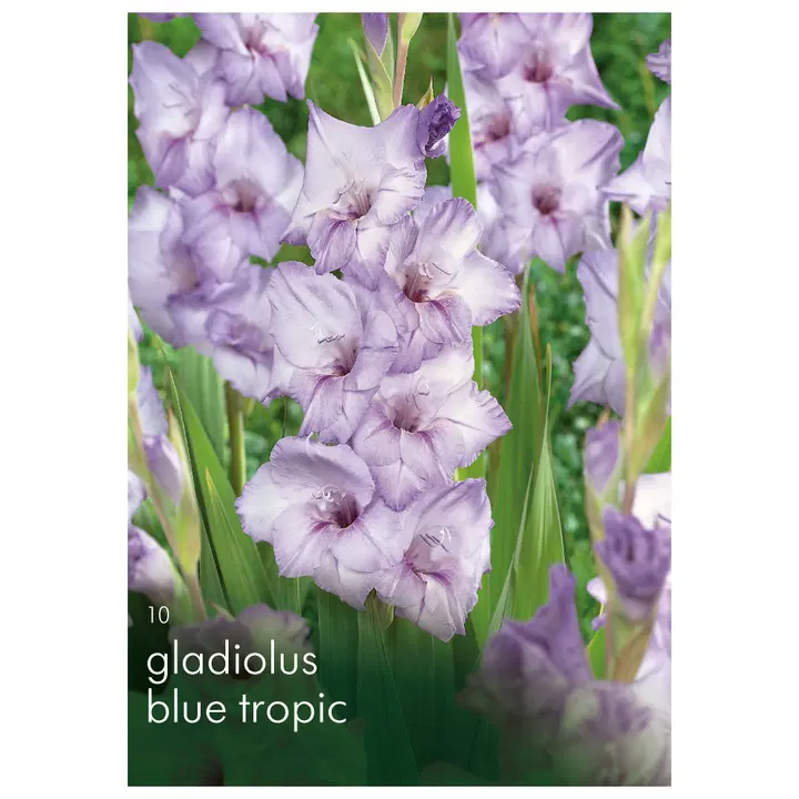 Miekkalilja Blue Tropic 10kpl