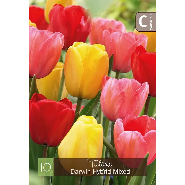 Tulppaani, Tulipasekoite Darwin 11-12, 10kpl