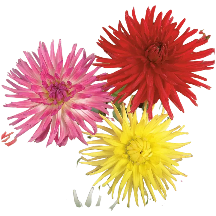 Kaktusdahliasekoite 3kpl