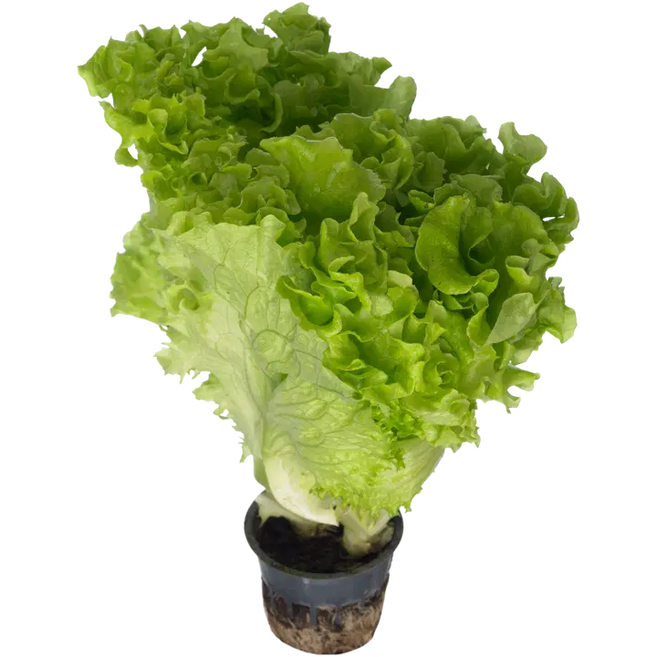 Kb Björknäs Trädgård ruukkusalaatti