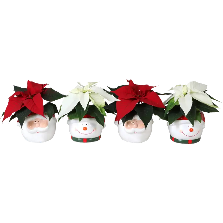 Minijõulutäht kujupotis